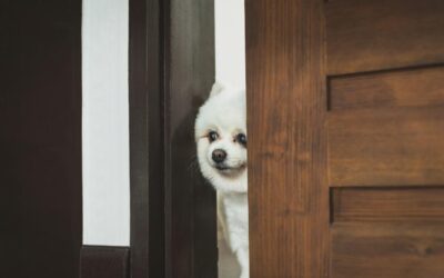 📘 15+ Ways Guests Misuse ESA and Service Animal Claims on Airbnb, VRBO, or Google Vacation Rentals (And Why It’s a Problem)